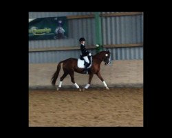 broodmare Gabia La Grande L (German Riding Pony, 2003, from Dressman)