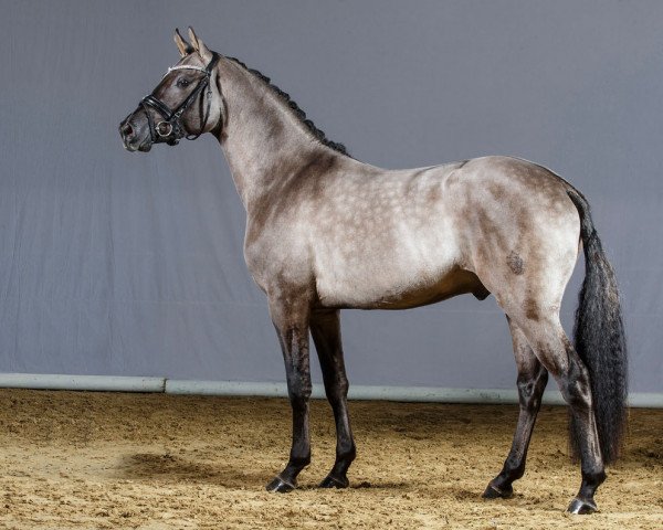 stallion Velvet Shine (German Riding Pony, 2012, from Valido's Highlight)