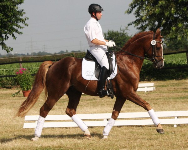 dressage horse Fritz Eckenga (Rhinelander, 2010, from Fürst Piccolo)