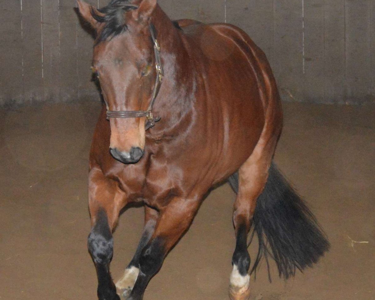 horse LR the Saint Jewel (Quarter Horse, 2006)