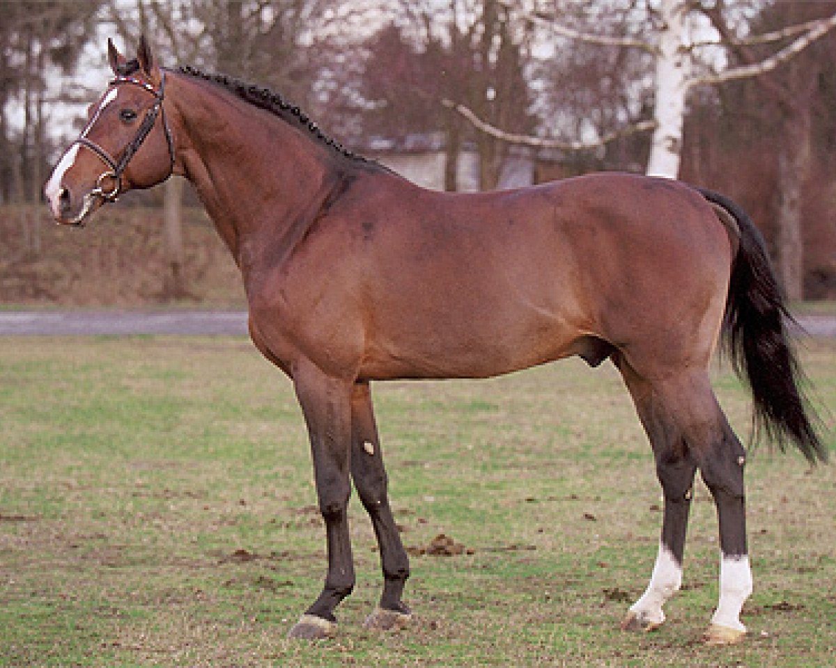 Deckhengst Landos (Holsteiner, 1989, von Lord)