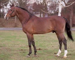 stallion Landos (Holsteiner, 1989, from Lord)