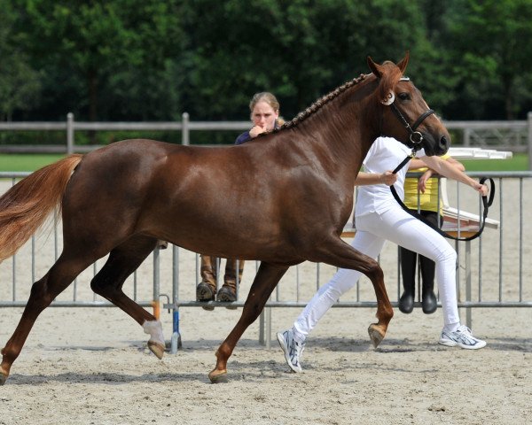 broodmare Arendsnest's Caramella (New Forest Pony, 2009, from Make My World)