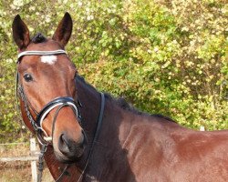 dressage horse Lord Lennox 25 (Hanoverian, 2009, from Lord Loxley I)