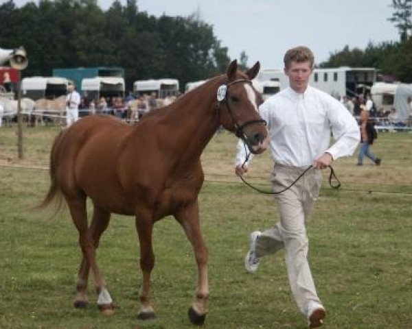 horse Five houses Casanova (New Forest Pony, 1983, from Noordererf Chap)