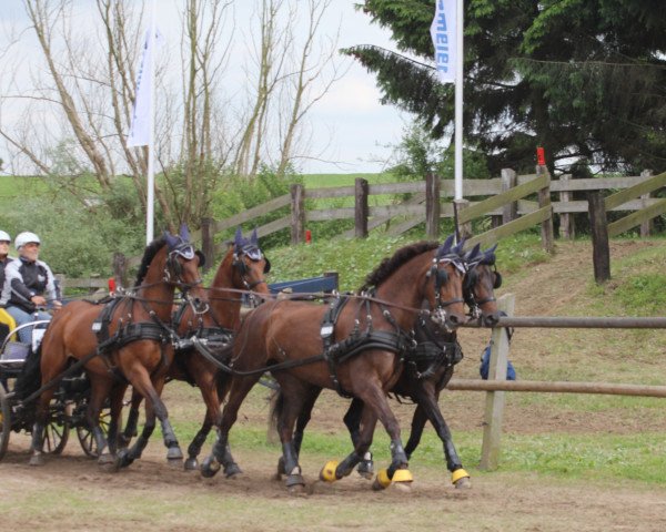 broodmare Monroe (Oldenburg, 2000, from Maribo)