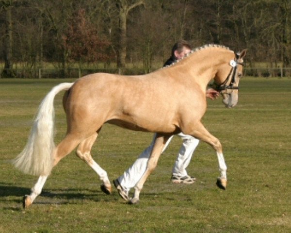horse Klein Roderijs Cocktail (Nederlands Welsh Ridepony, 2006, from Bodo)