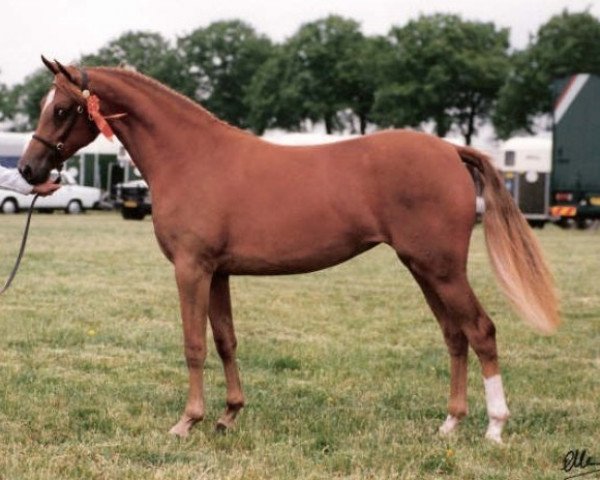 broodmare Leuns Veld’s Ferial (Nederlands Welsh Ridepony, 1990, from Valentino)