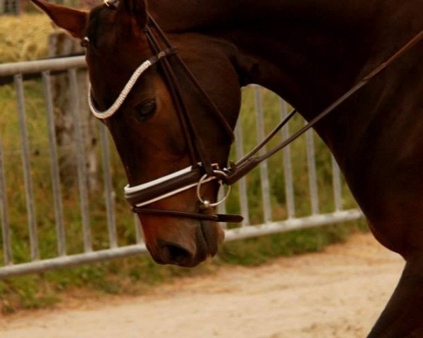 broodmare Simply Kiki (Trakehner, 2008, from Kaiserdom)