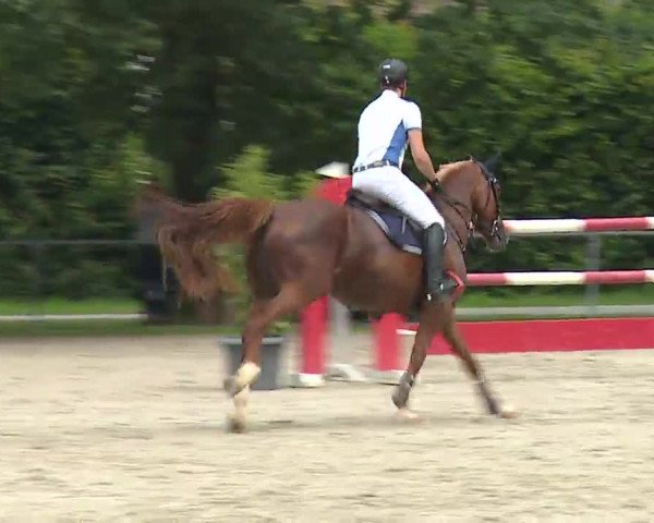 Reitturnier Rot am See – Musdorf 2021