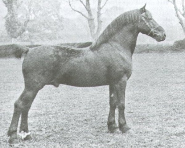 Deckhengst King Flyer (Welsh-Cob (Sek. D), 1894, von Old Welsh Flyer (King Flyer)) Deckhengst King Flyer (Welsh-Cob (Sek. D), 1894, von Old Welsh Flyer (King Flyer))