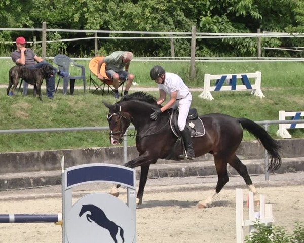 Reitturnier Ehningen 2021