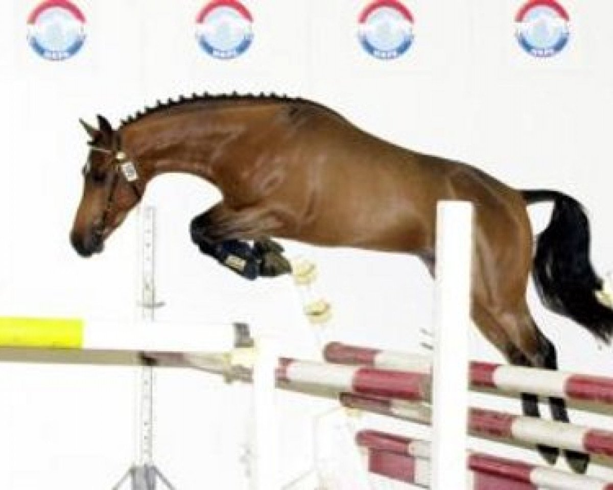 stallion Kasanova van Klaverborch (Nederlands Rijpaarden en Pony, 1999, from King Kadanz)