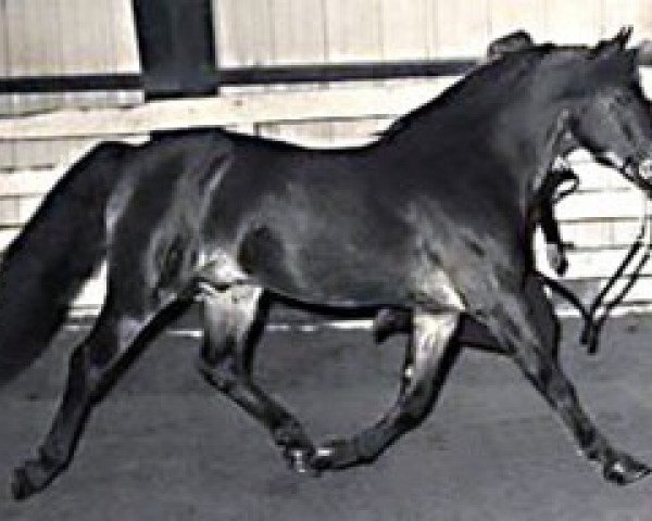 horse Coed Coch Ballog (Welsh-Pony (Section B), 1956, from Criban Victor)
