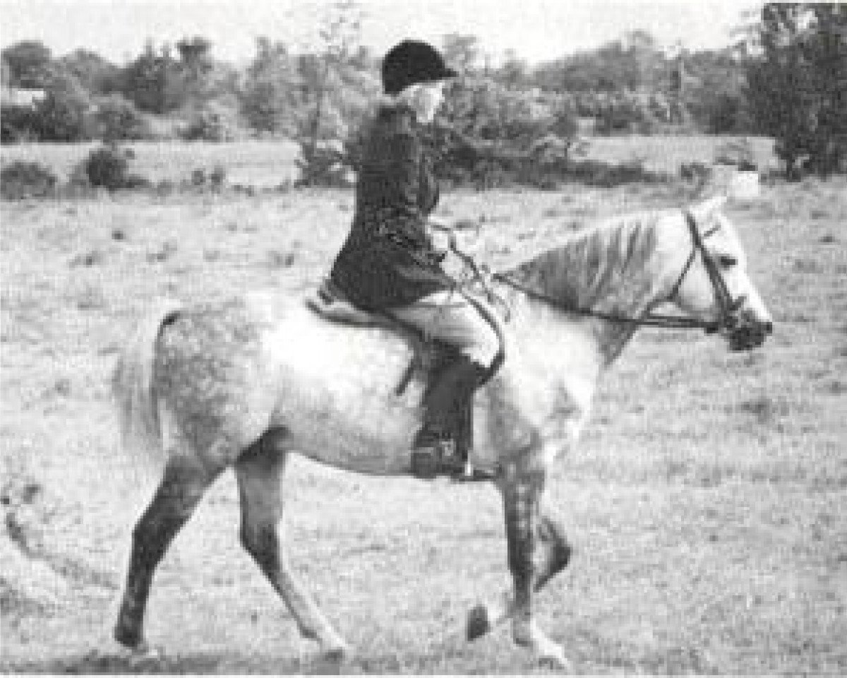stallion Cusop Sheriff (Welsh-Pony (Section B), 1959, from Cusop Call Boy)