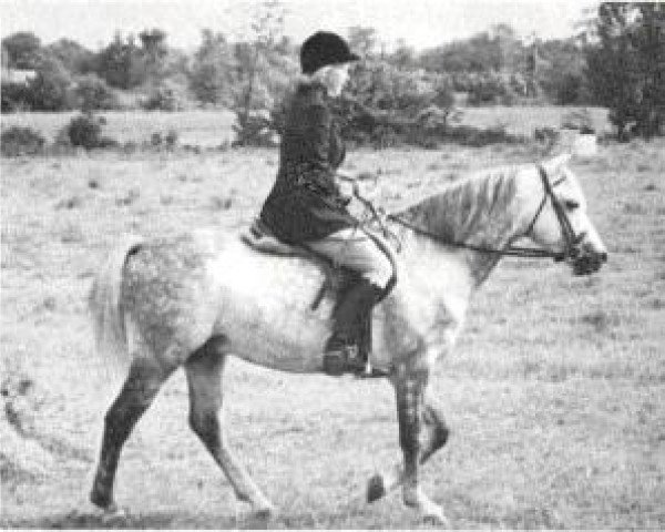stallion Cusop Sheriff (Welsh-Pony (Section B), 1959, from Cusop Call Boy) stallion Cusop Sheriff (Welsh-Pony (Section B), 1959, from Cusop Call Boy)