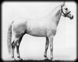 stallion Crosbie ox (Arabian purebred, 1905, from Sivanik Storm)