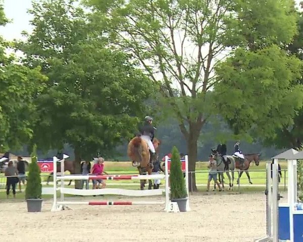 Reitturnier Rot am See – Musdorf 2021