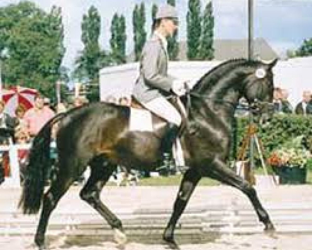 Deckhengst Salvano (Hannoveraner, 1984, von Salem 4258)