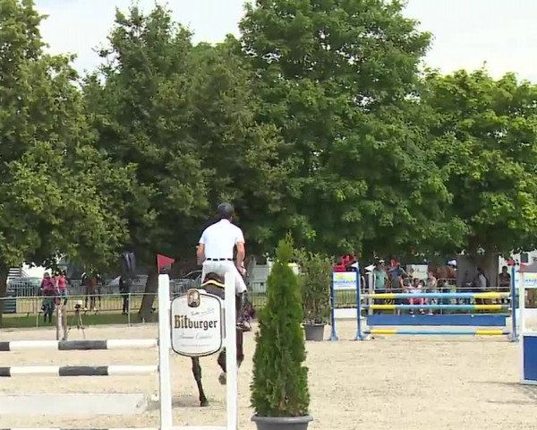 Reitturnier Rot am See – Musdorf 2021