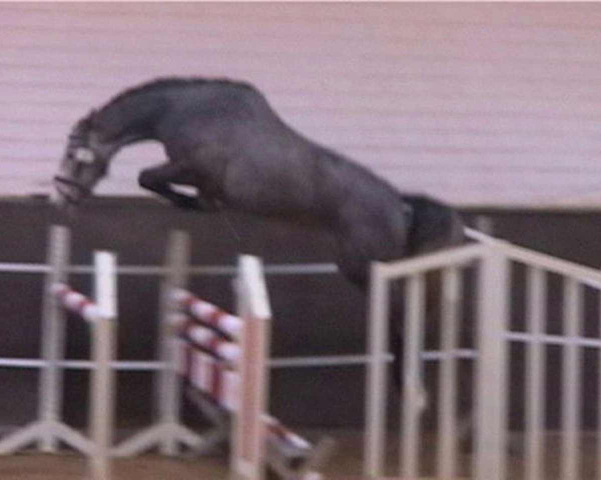 Dressage horse Acassina 4 (Holsteiner, 2008, from Cassini I)