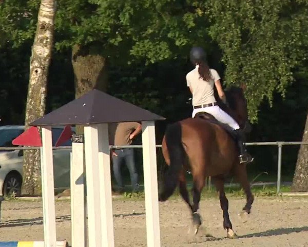 Reitturnier Rot am See – Musdorf 2021