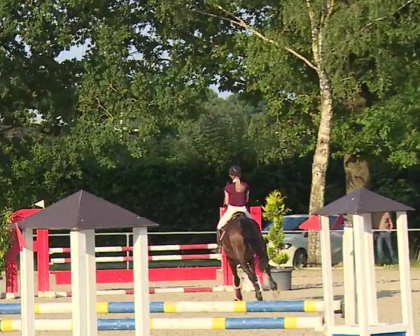 Reitturnier Rot am See – Musdorf 2021