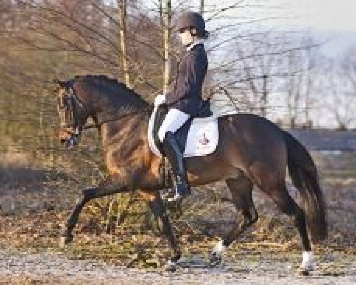 stallion Wengelo's Ricardo (Welsh, 2002, from Coelenhage's Purioso)