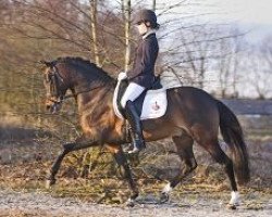 Deckhengst Wengelo's Ricardo (Welsh, 2002, von Coelenhage's Purioso)