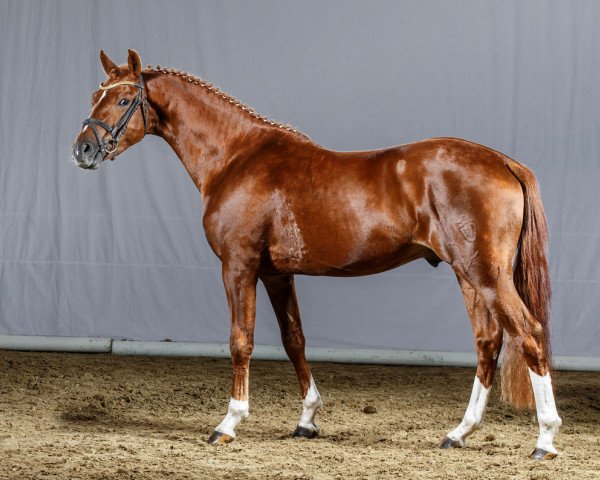 Pferd Top Monacco (Deutsches Reitpony, 2011, von Top Carlos Cassini)