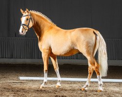 dressage horse Joslehofs Daikiri (German Riding Pony, 2012, from Diors Daikiri)