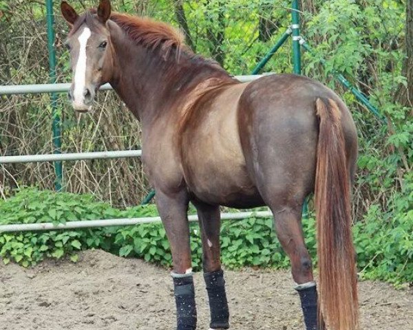 horse Floria Tosca (Westphalian, 1997, from Faveur)