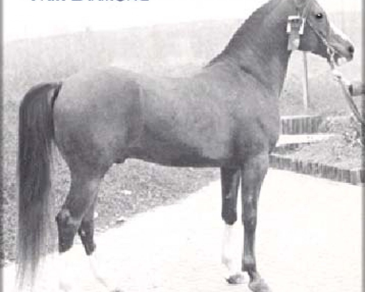 stallion Fair Diamond ox (Arabian purebred, 1969, from Blue Diamond ox)