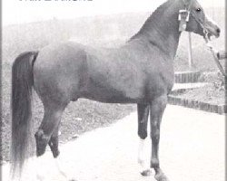 stallion Fair Diamond ox (Arabian purebred, 1969, from Blue Diamond ox)