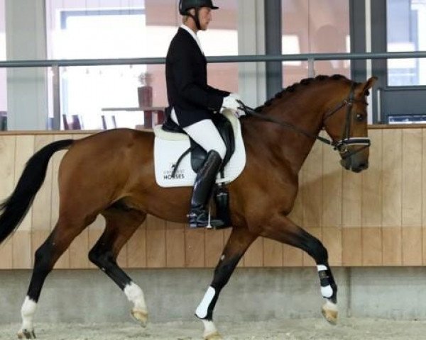 horse Jefferson (KWPN (Royal Dutch Sporthorse), 2011, from Glock's Johnson Tn)