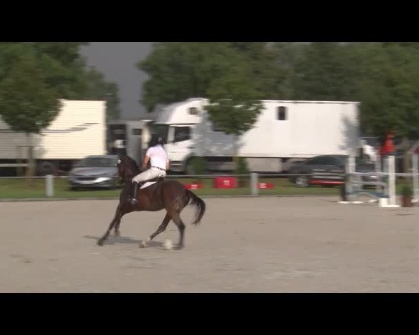Reitturnier Grafenrheinfeld/Ufr. 2021