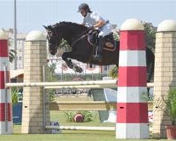 dressage horse Cederic Goes On (Hanoverian, 2004, from Convoi)
