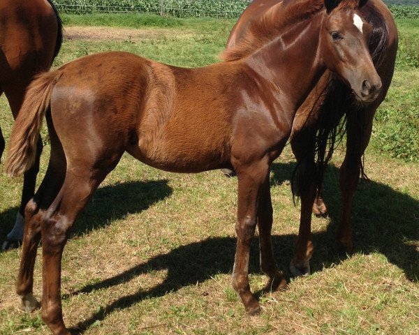 horse Scarlet GH (Hanoverian, 2013, from Spörcken)