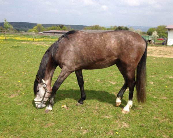 Pferd Cassiopeia (Zweibrücker, 2010, von Catalido)