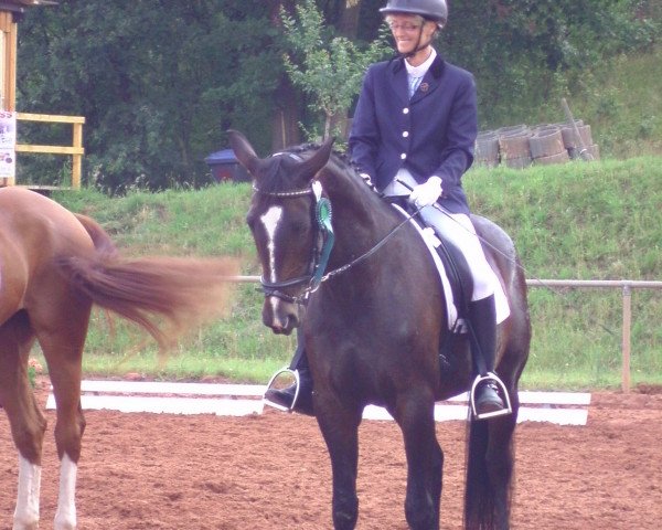 Zuchtstute Gladdys 26 (Zweibrücker, 2002, von Glorieux)