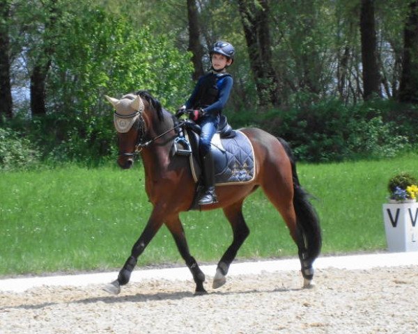 Dressurpferd TopNemo (Deutsches Reitpony, 2001, von Top Nantario)