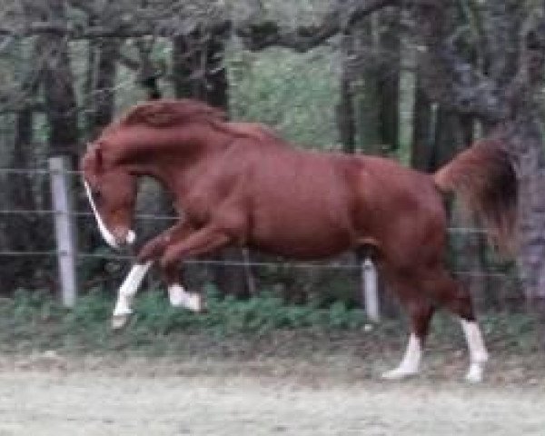 Pferd Ben White Socks (Hannoveraner, 2010, von Bon Balou 5)
