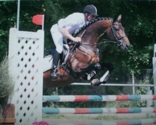 Deckhengst Levado K (Zweibrücker, 2004, von Lassico)