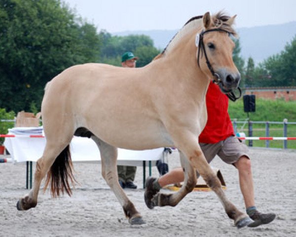 Zuchtstute Loa (Fjordpferd, 2005, von Dylan)