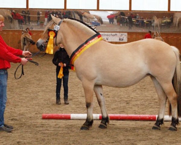 broodmare Lisanna (Fjord Horse, 2010, from Dylan)