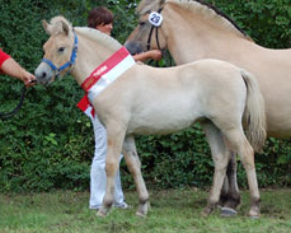 horse Davorka (Fjord Horse, 2010, from Dexter)