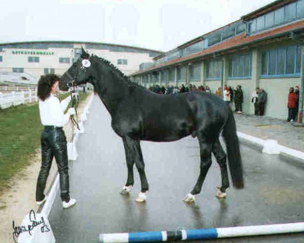 horse Donatello (Trakehner, 1999, from Legato) horse Donatello (Trakehner, 1999, from Legato)