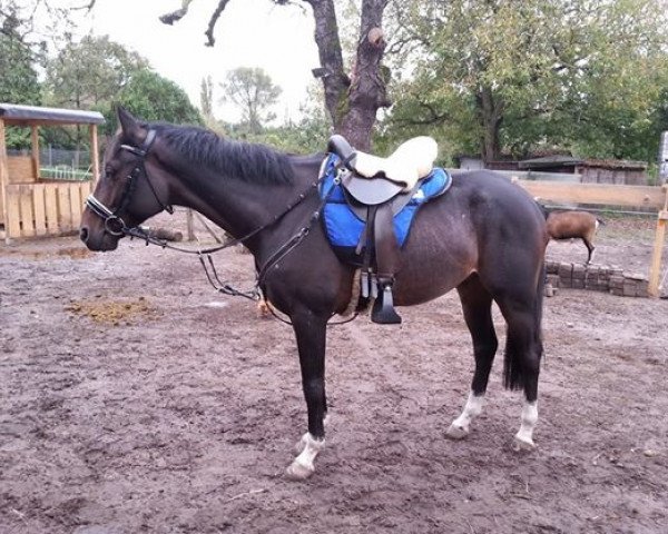 horse Atoum'Re ox (Arabian purebred, 2008, from Kerbella ox)