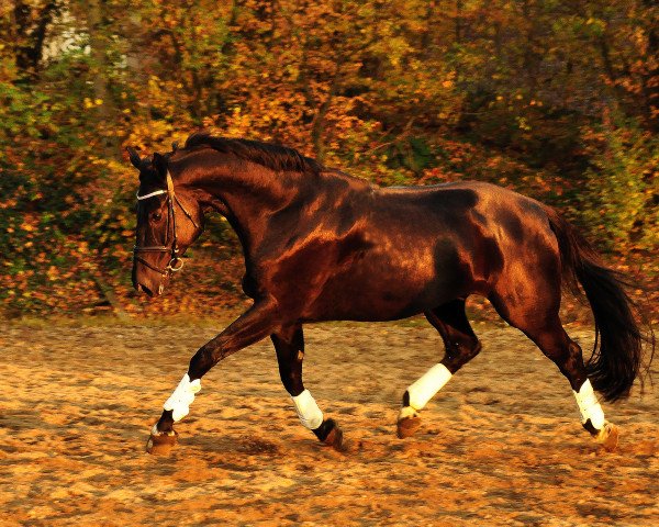 dressage horse Walk of Fame 40 (Württemberger, 2005, from Wolkenstern)