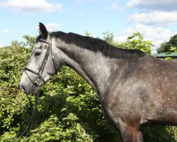 jumper Calandro 14 (German Sport Horse, 2010, from Califax)